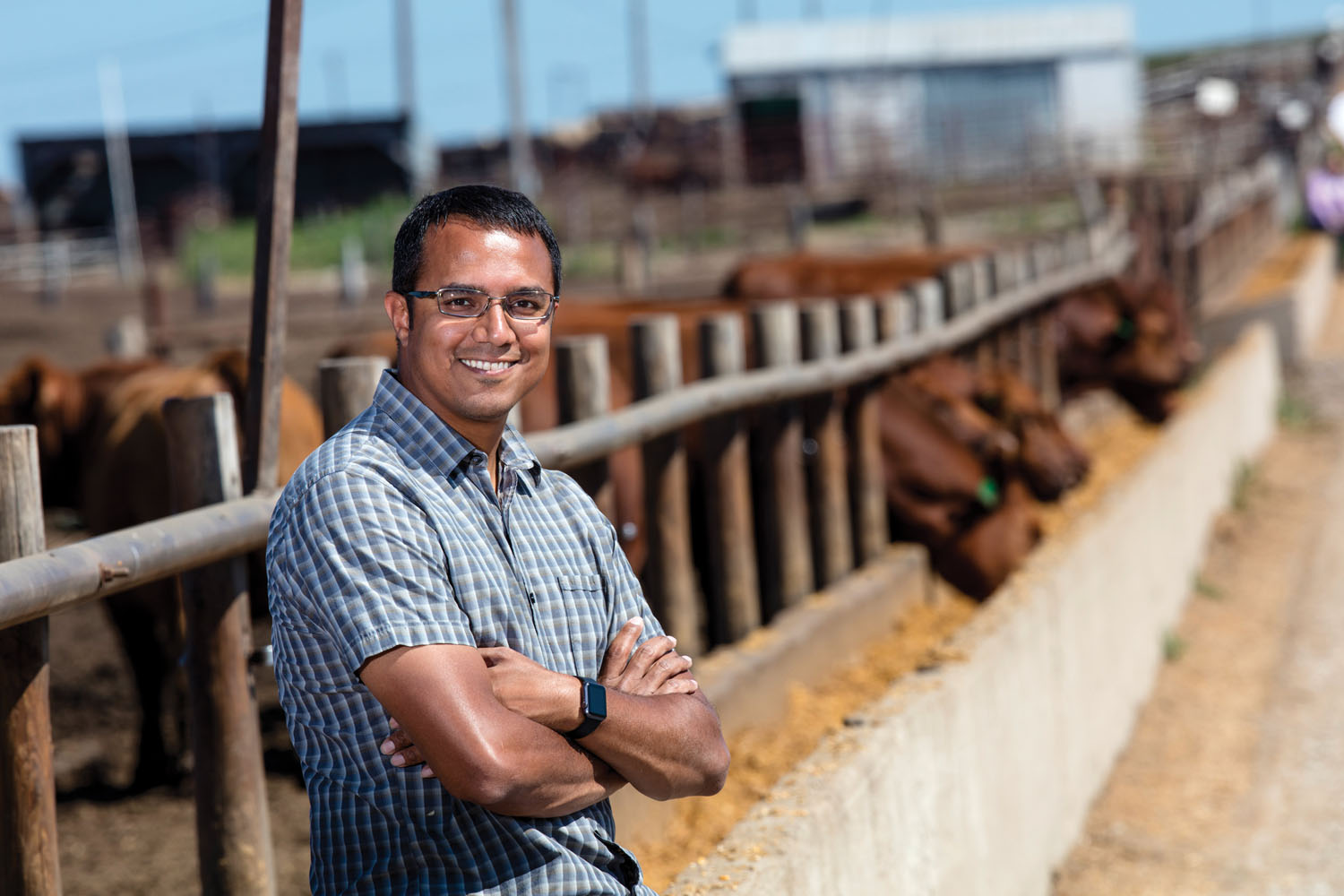 Vishal Singh and his start up company are using telemetric ear tags on cattle to transmit their health back to a central computer. They are testing the tags on cattle at Midwest Feeding Company, Milford, NE. July 31, 2015. Photo by Craig Chandler/University Communications