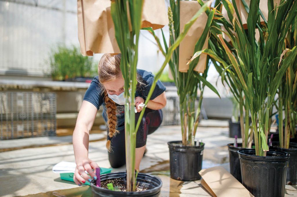 Olivia Fiala examines sorghum plants in Beedle Greenhouse.