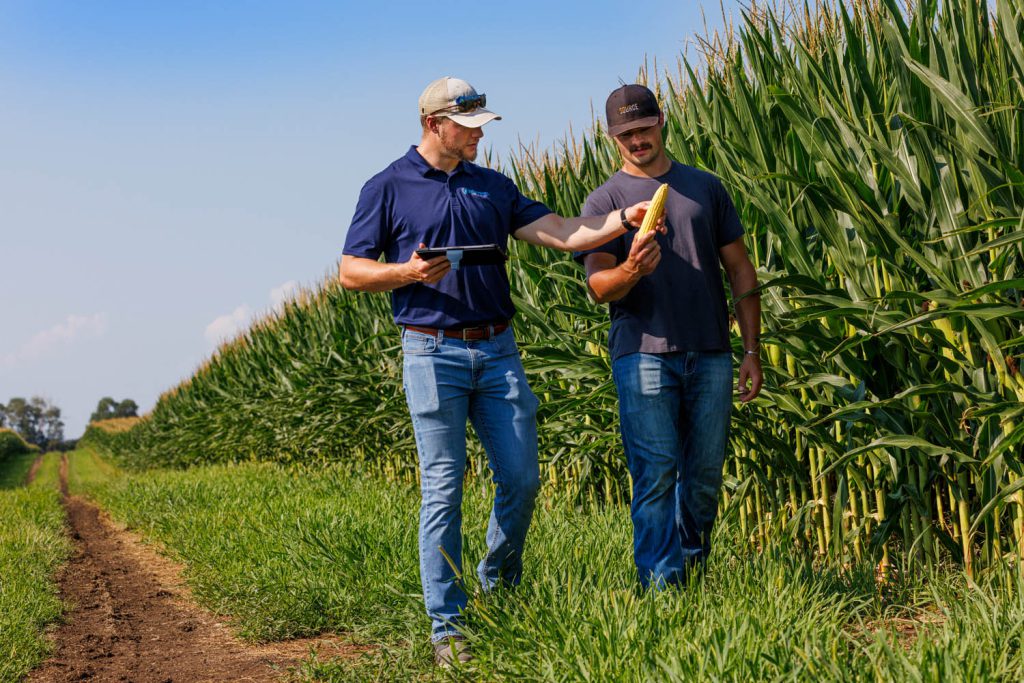Jackson Stansell and Brett Gerdes, examine an ear of corn in a field using fertigation technology at ENREC