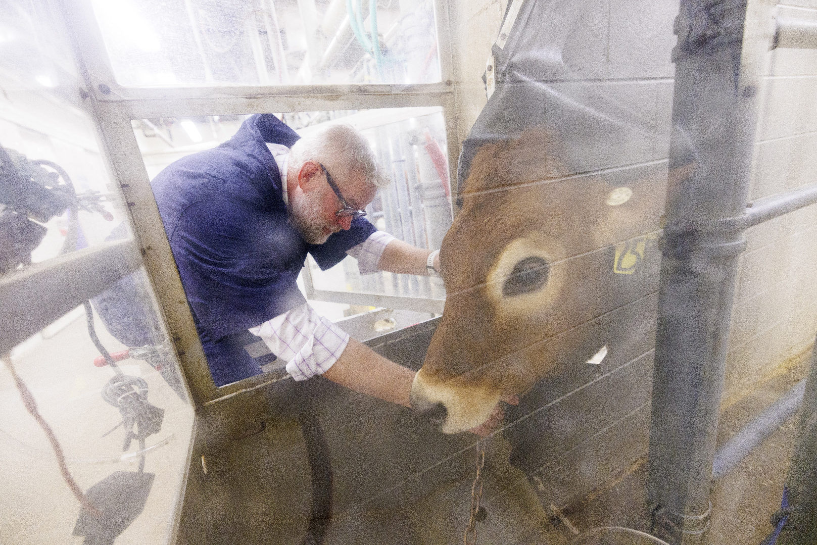 Lowering livestock’s methane emissions