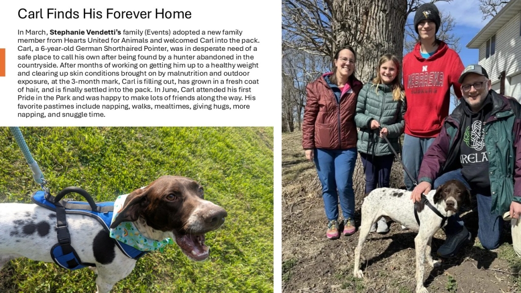 In March, Stephanie Vendetti’s family (Events) adopted a new family member from Hearts United for Animals and welcomed Carl into the pack. Carl, a 6-year-old German Shorthaired Pointer, was in desperate need of a safe place to call his own after being found by a hunter abandoned in the countryside. After months of working on getting him up to a healthy weight and clearing up skin conditions brought on by malnutrition and outdoor exposure, at the 3-month mark, Carl is filling out, has grown in a fresh coat of hair, and is finally settled into the pack