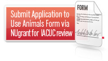Submitting IACUC Protocols (AUAFs)
