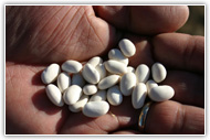 UNL releases disease-resistant dry bean