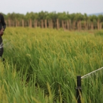 Rwandan farmer using sprinkler