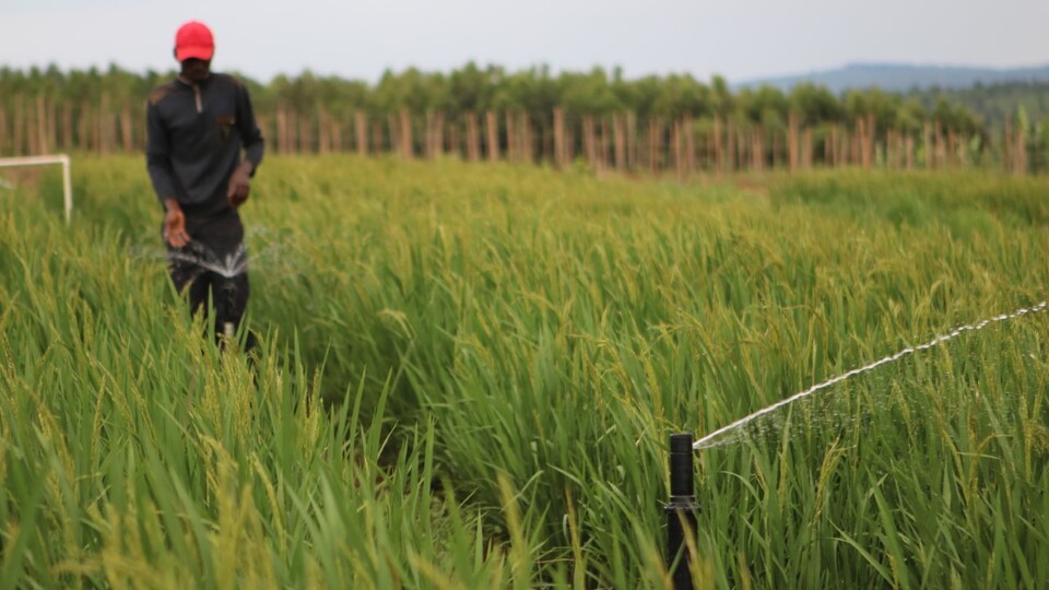 farmer in Rwanda with sprinkler