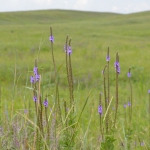 prairie wildflowers