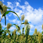 sorghum plants