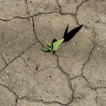 solitary plant in cracked earth