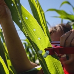 Sierra Conway collecting RNA from corn