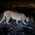 mountain lion of bluff overlooking Los Angeles