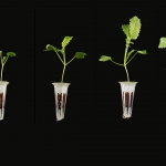 hydroponic growth of Daikon radish plant using hemp-based biocomposite