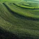 aerial view of crop field