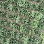 aerial photo of sorghum growing