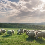 sheep grazing