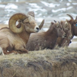 bighorn sheep in Panhandle