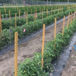 Tomato and pepper plants in test plots