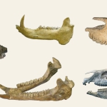 collection of fossils, including teeth, from hooved mammal species