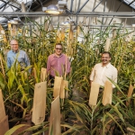 Scott Sattler, Tomas Helikar and Joe Louis with sorghum in greenhouse