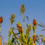 sorghum growing in research field