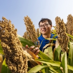 Jinliang Yang with sorghum