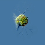 A ciliate, or cilia-propelled microorganism