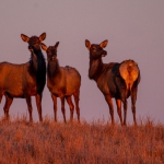 group of elk