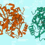 rendering of human serine racemase