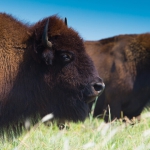 a pair of bison