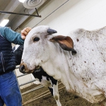 Brian Vander Ley with cow