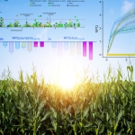 graphic showing light harvest for corn