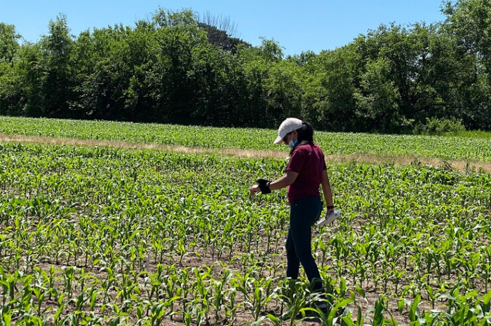 UNL | Refining surge protector in crops could boost yields | Office of ...