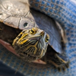 painted turtle