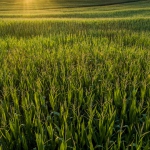 cornfield