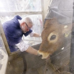 Paul Kononoff with jersey cow