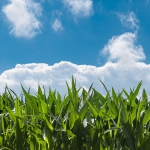 corn field