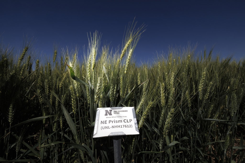 Field of new UNL wheat variety