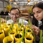 Shaonpius Mondal and Sofiya Arora with wheat seedlings