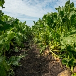 Sugar beets