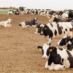 Cattle