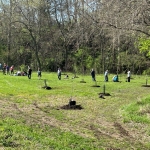 volunteers planting trees