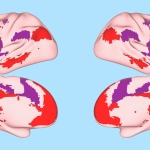 illustration of brain networks