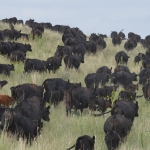 cattle herd