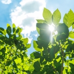 Plants