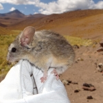 Andean leaf-eared mouse