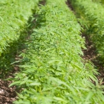 hemp field