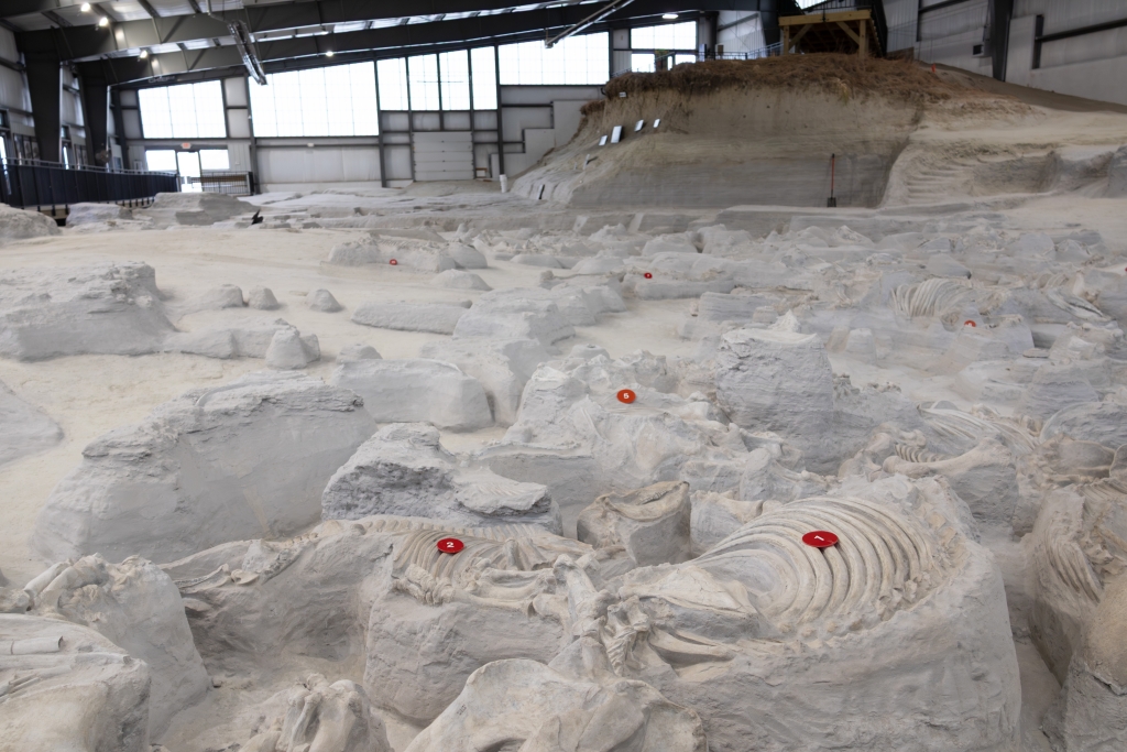 Wide view of the Hubbard Rhino Barn interior, with dozens of fossil skeletons exposed in pale volcanic ash and marked by red numbered discs.