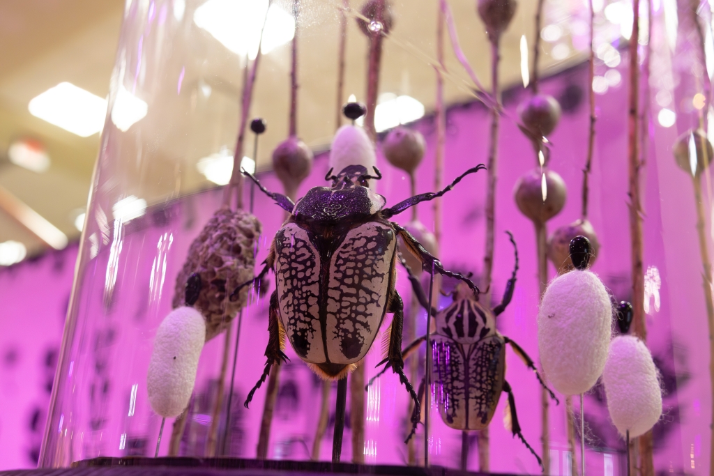 Two large mounted beetles under a glass dome, pinned among cocoons and seed pods against a vivid magenta wall.