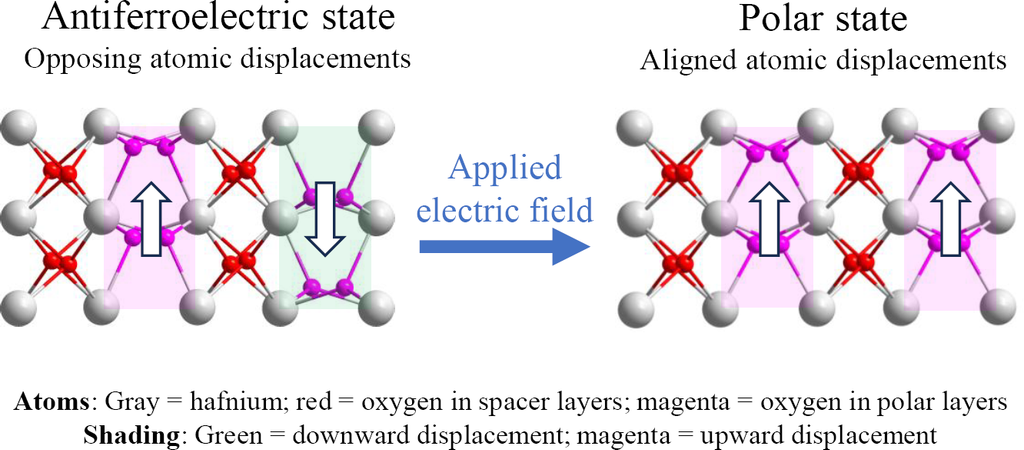 A diagram showing Antiferroelectric order revealed atom by atom.
An atomic-resolution electron microscopy image of lanthanum-doped hafnia. Arrows indicate tiny shifts in the positions of oxygen atoms. Neighboring regions point in opposite directions, revealing the antiparallel electrical arrangement characteristic of an antiferroelectric material. This ordered structure was observed in high-quality, single-crystal films grown on an underlying zirconia-based crystal.